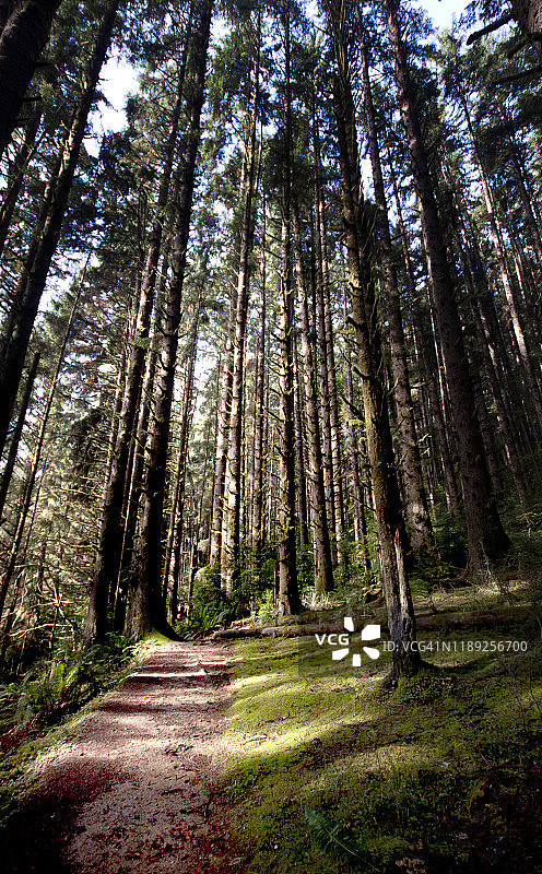 古老的红杉树覆盖的步行道图片素材