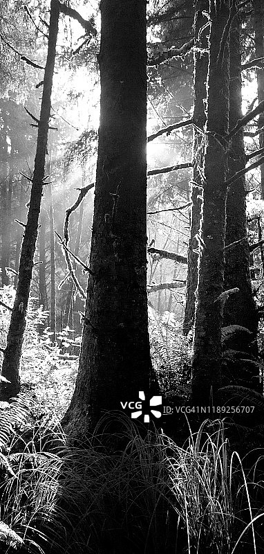 红杉树和蕨类的黑白逆光图片素材