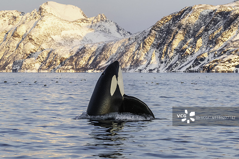 雄性虎鲸在挪威北部克韦南根峡湾的晨光中跃出水面图片素材