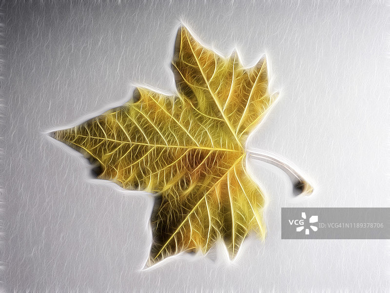 白色背景上的干枫叶绘画图片素材