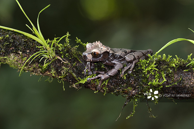 棘头树蛙图片素材