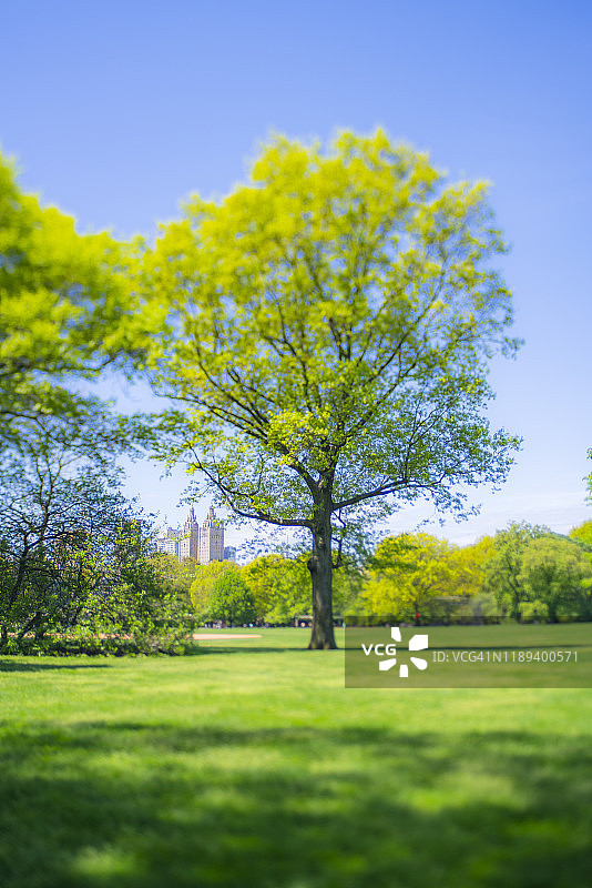 纽约中央公园大草坪上的大颗新鲜绿叶树图片素材