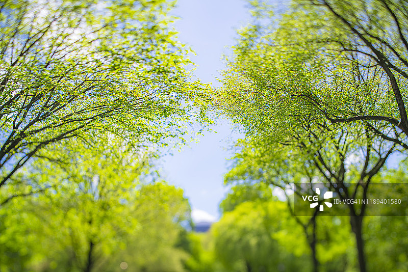 纽约中央公园的林荫大道上，沐浴在春日柔和阳光下的绿树成排图片素材