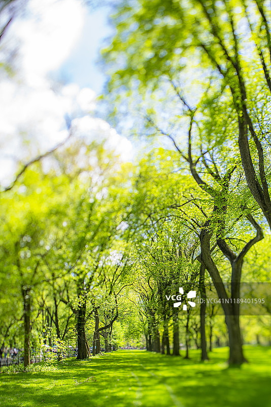 2019年5月6日，纽约市中央公园购物中心周围的草坪上，一排排绿叶树木沐浴在春日柔和的阳光下图片素材