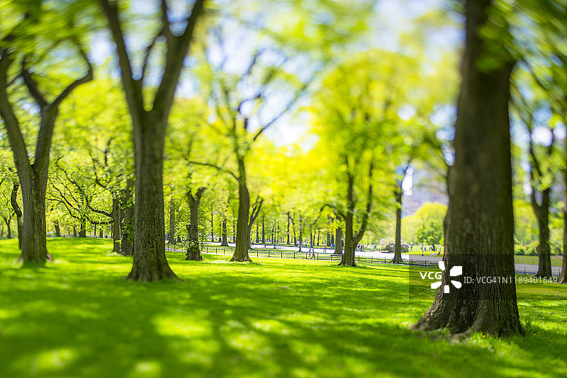 2019年5月6日，纽约市中央公园购物中心周围的草坪上，一排排绿叶树木沐浴在春日柔和的阳光下图片素材