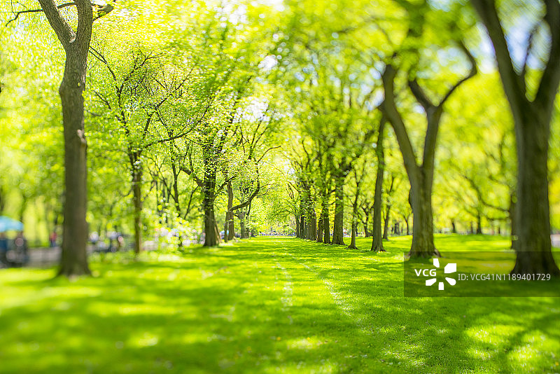 2019年5月6日，纽约市中央公园购物中心周围的草坪上，一排排绿叶树木沐浴在春日柔和的阳光下图片素材