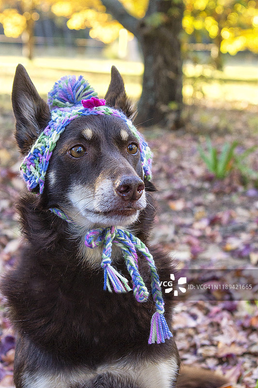 戴着帽子的澳洲克尔皮犬图片素材