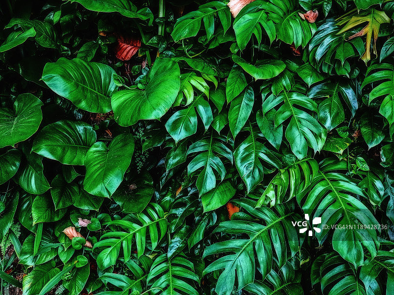 龟背竹植物图片素材