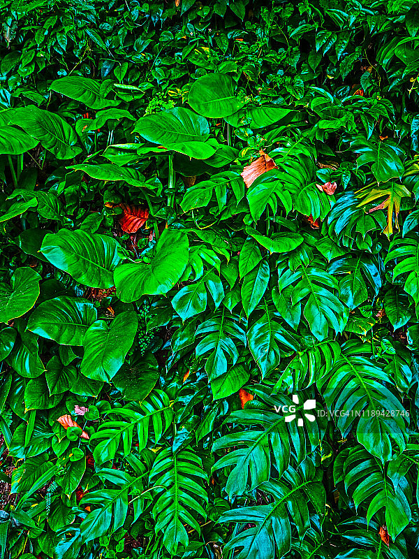 龟背竹植物图片素材