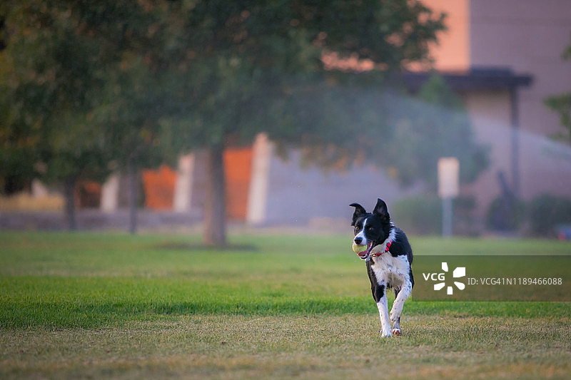 边境牧羊犬幼犬在草地上奔跑图片素材