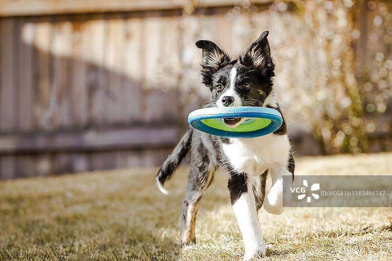 边境牧羊犬幼犬正在找回飞盘图片素材