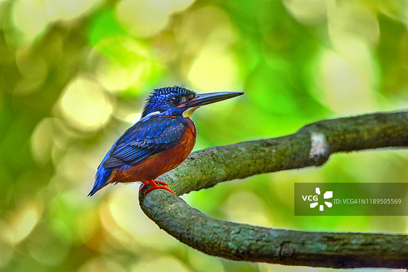 蓝耳翠鸟（Alcedo meninting）栖息在泰国自然环境的树枝上图片素材