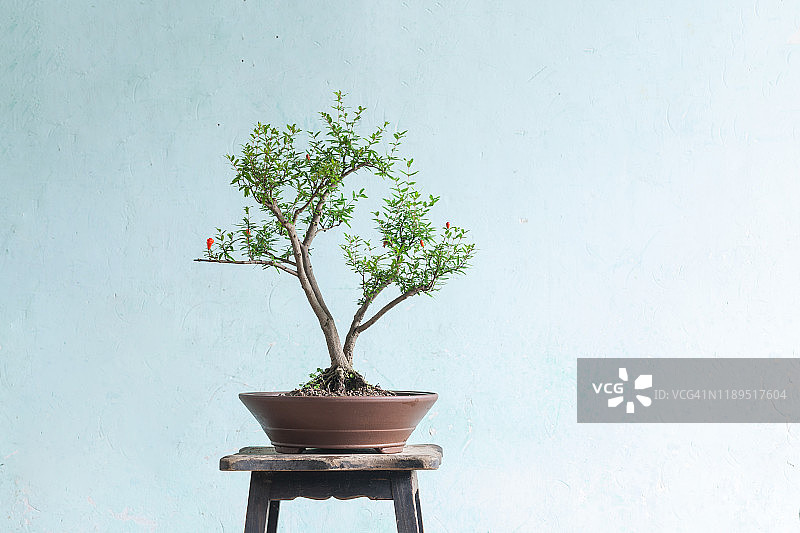 中国盆栽园艺图片素材