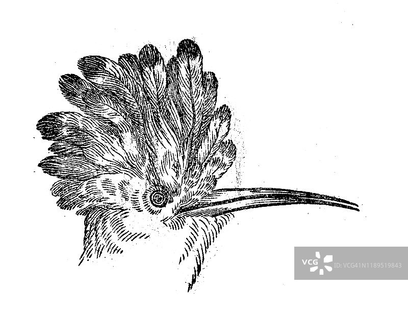 戴胜鸟图片素材