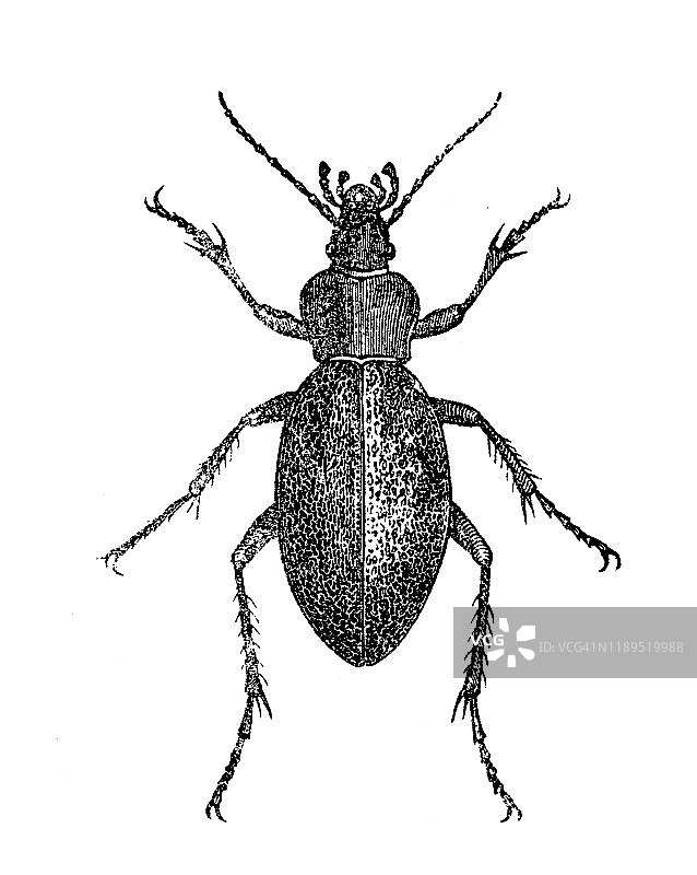 步行甲虫图片素材