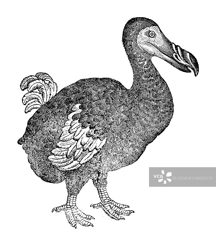 渡渡鸟图片素材