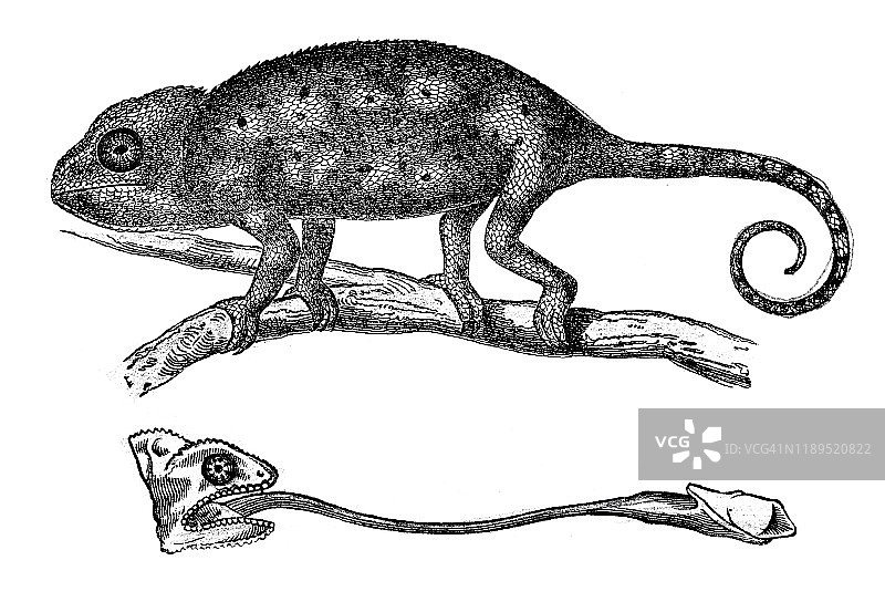 变色龙图片素材