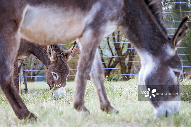 吃草的驴图片素材