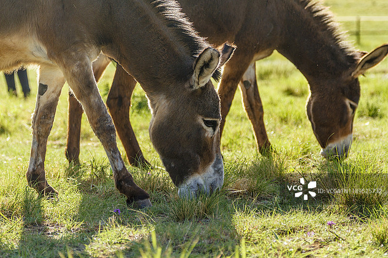 吃草的驴图片素材