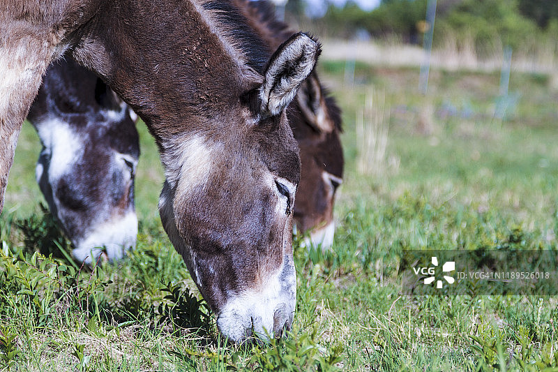 三个驴头图片素材