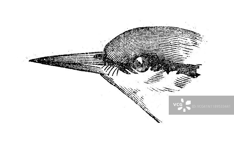 五子雀图片素材