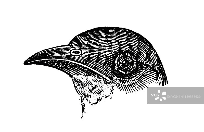 布谷鸟的头部图片素材