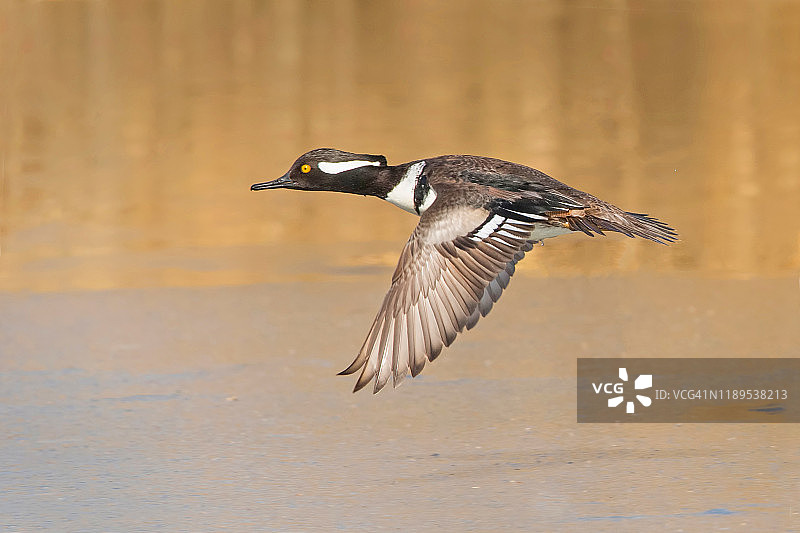 飞行中的戴胜秋沙鸭图片素材
