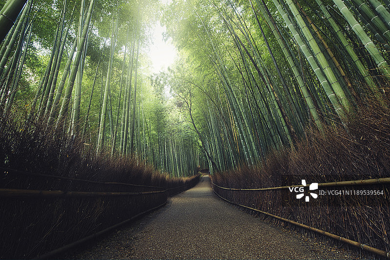 日本京都的岚山竹林图片素材