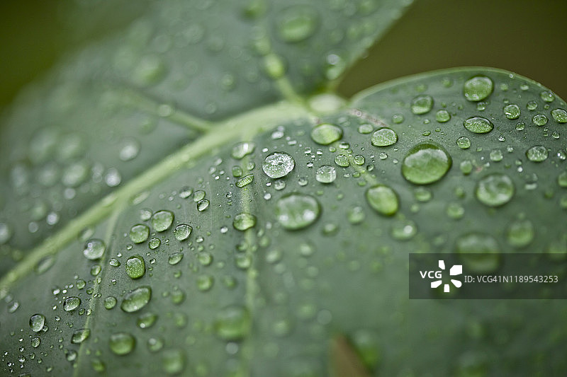 蓬莱蕉叶片上的水滴图片素材