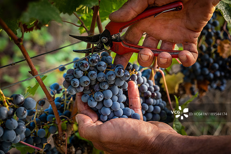 意大利托斯卡纳博尔盖里葡萄园加工图片素材