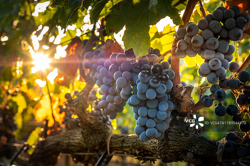 意大利托斯卡纳博尔盖里葡萄园加工图片素材