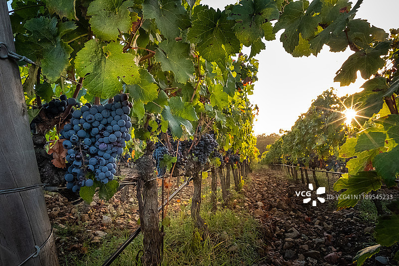 意大利托斯卡纳博尔盖里葡萄园加工图片素材
