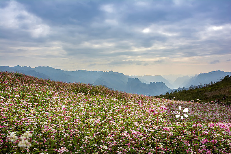 河江省的荞麦田景色图片素材