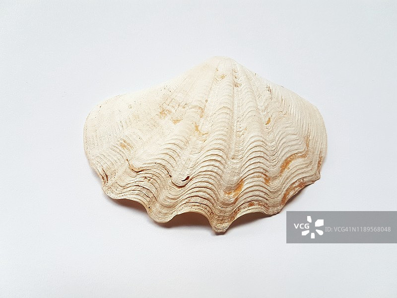 白色背景上的扇贝图片素材