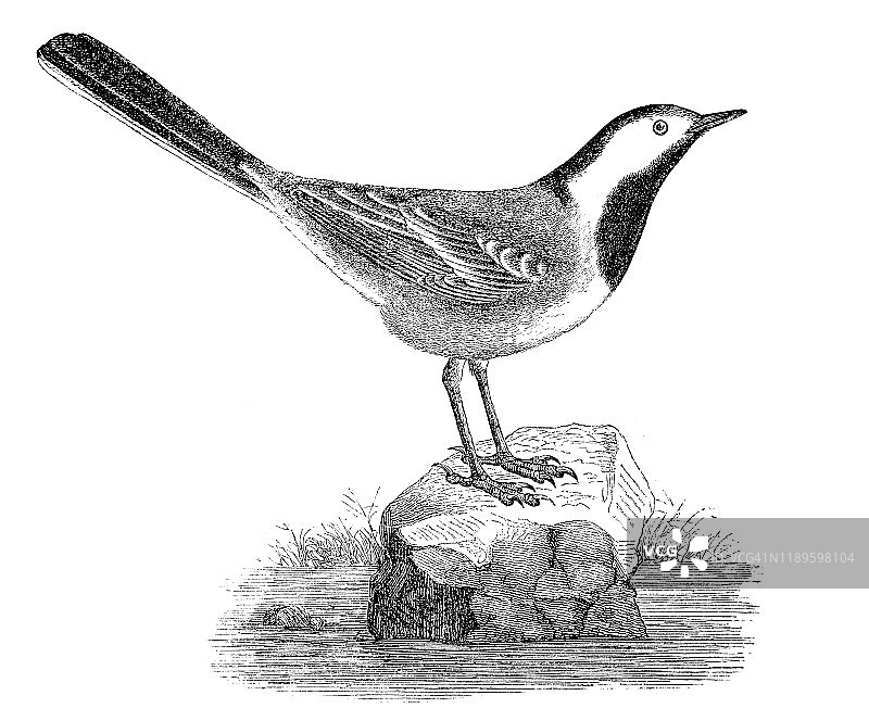 白鹡鸰图片素材