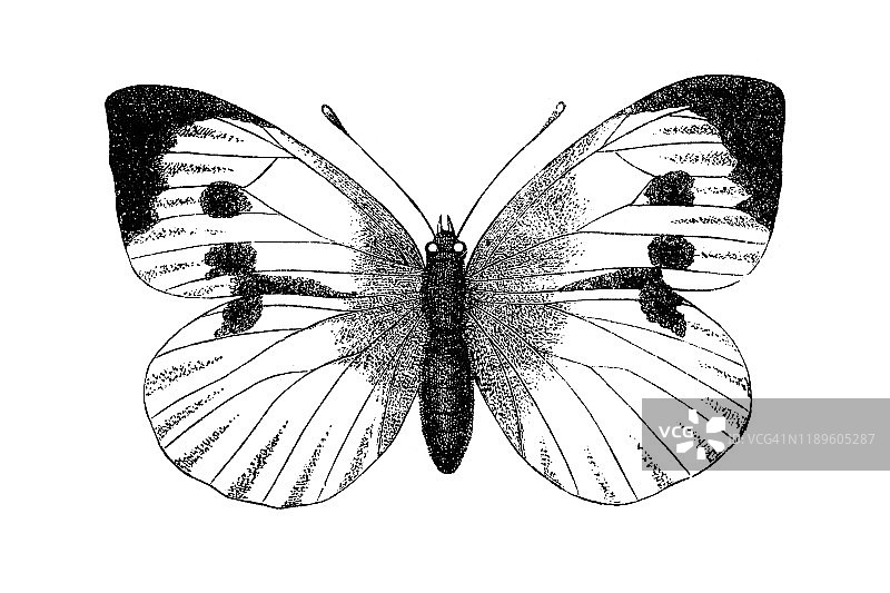 纹白蝶图片素材