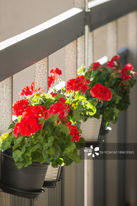 阳台盆栽天竺葵图片素材