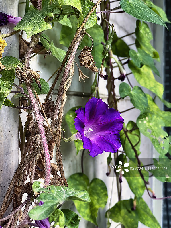 牵牛花图片素材