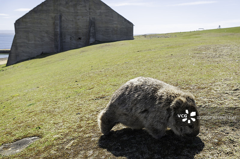玛丽亚岛上的袋熊图片素材