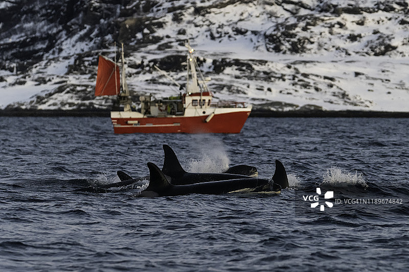 挪威北部克瓦纳angen峡湾，虎鲸群游过一艘鳕鱼渔船。图片素材