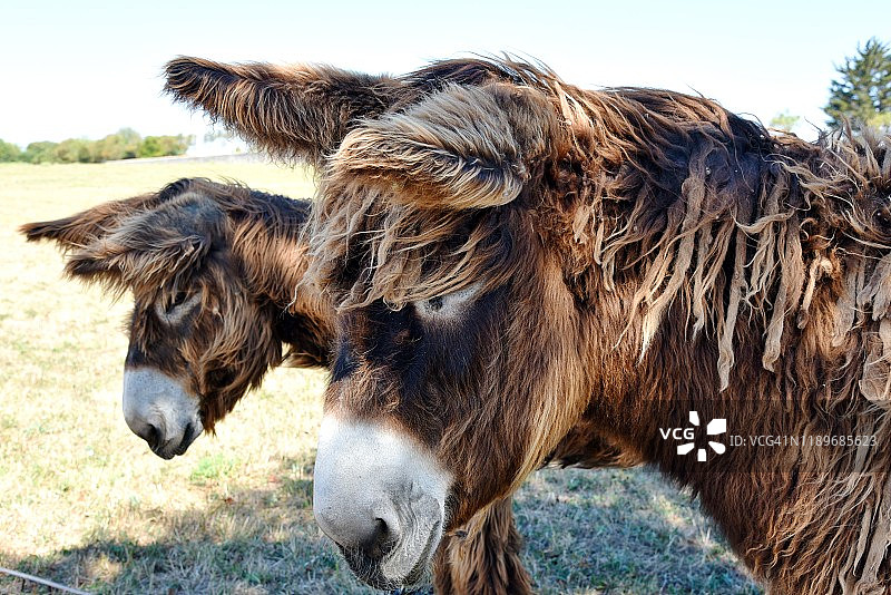 雷岛驴图片素材
