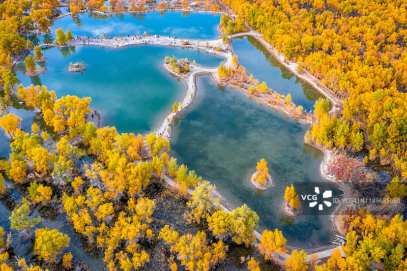 中国甘肃酒泉金塔的秋色杨树图片素材