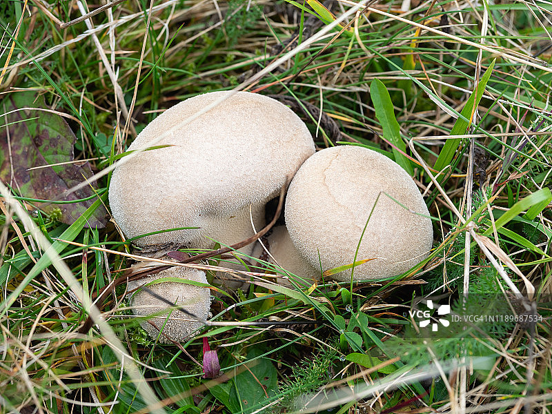 绿草中的马勃蘑菇图片素材