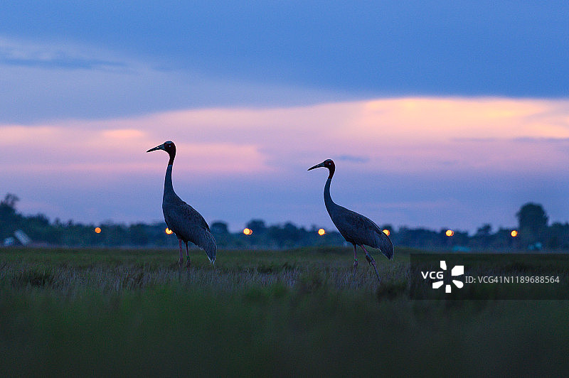 泰国武里南府辉约拉卡马克水库非狩猎区的东方灰鹤图片素材