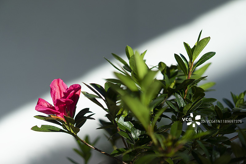 盛开的杜鹃花特写，绿色散景背景图片素材