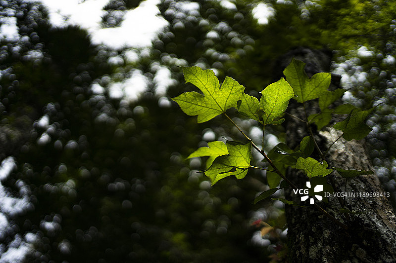 绿色背景和散景森林中的红枫叶图片素材