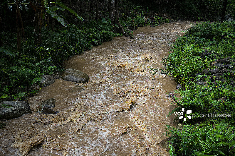 雨季的雨林溪流图片素材