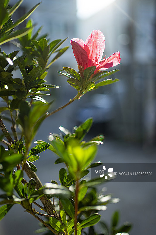 盛开的杜鹃花特写，绿色散景背景图片素材