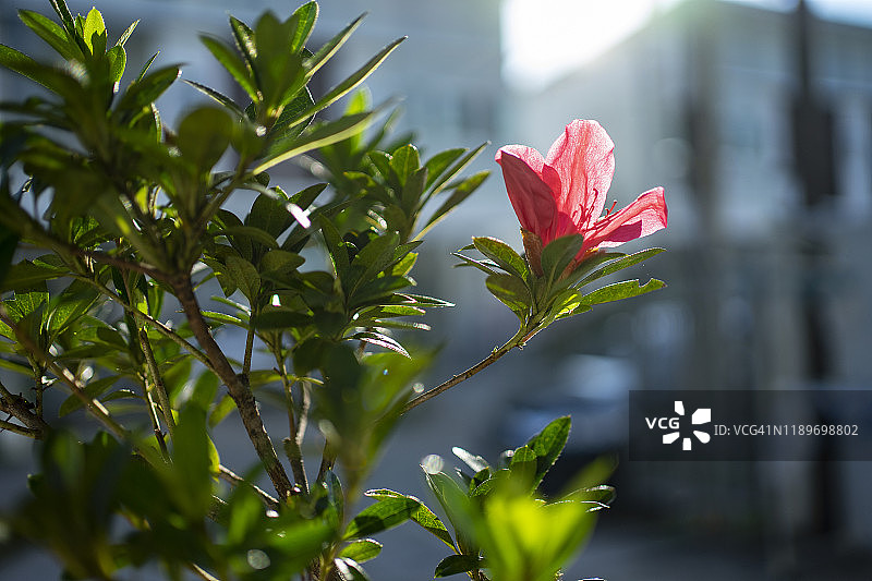 盛开的杜鹃花特写，绿色散景背景图片素材