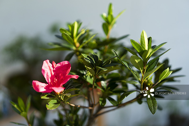 盛开的杜鹃花特写，绿色散景背景图片素材